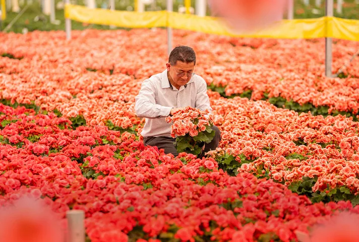 Cooperativa paulista é maior centro logístico de flores do país